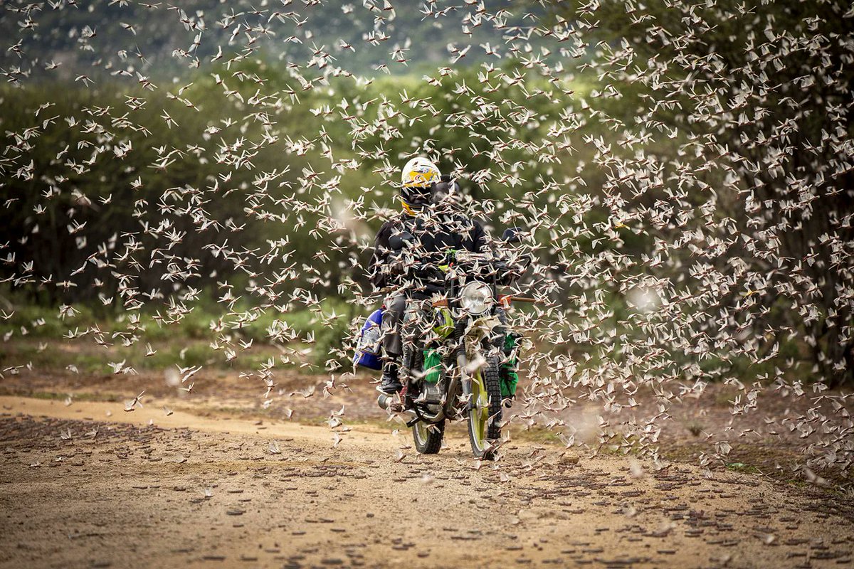 📢 The recent desert locust invasion of 2019-2021 was one of the worst in decades, ravaging crops and livelihoods across the region. This catastrophic event highlighted the urgent need for effective early warning systems, advanced control measures, and resilient agricultural