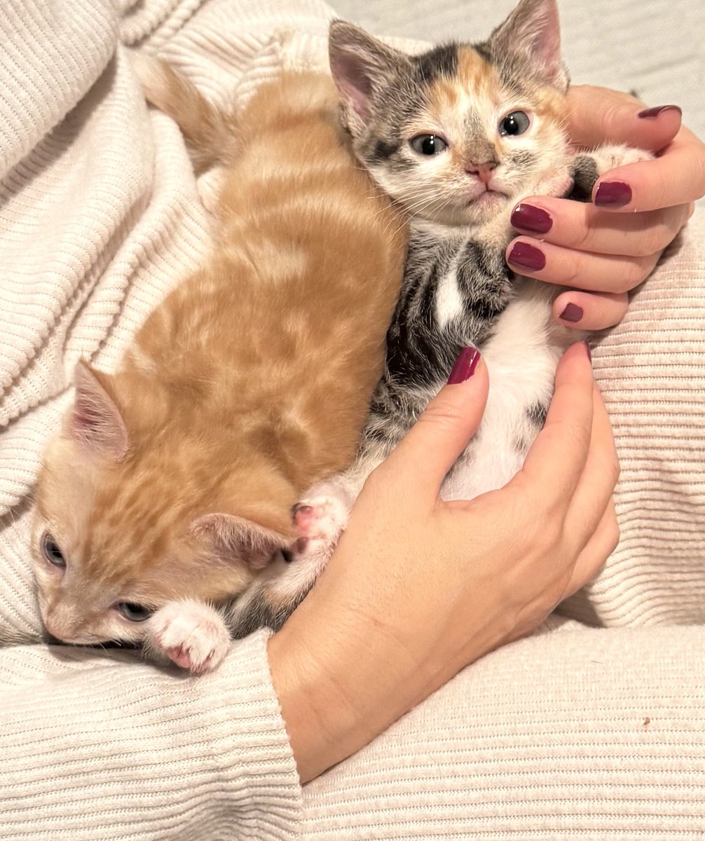 KittensCam's tweet photo. We busted through the 700gs barrier!!! Yay 😻😻
#fairycatmother #orphans #ferals #pumpkin #pepperpot #catsofX #adoptdontshop #kittenCam #kittensofX #cats #kittens #cute #fosteringsaveslives #kittensofinstagram #catsofinstagram 🐾 https://t.co/93deLNTVgM