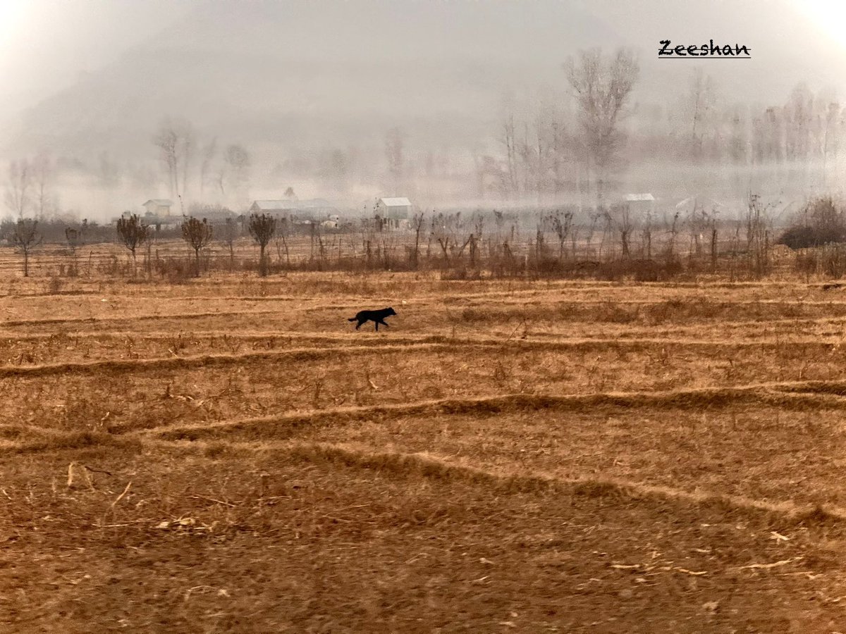 xeeshan_KAS's tweet image. Autumn whispers through the rice fields, where dusk falls early and the fog hugs the earth. A black dog takes a quiet stroll, blending with the fading light. 

#WinterIsComing #AutumnVibes #FoggyEvening
