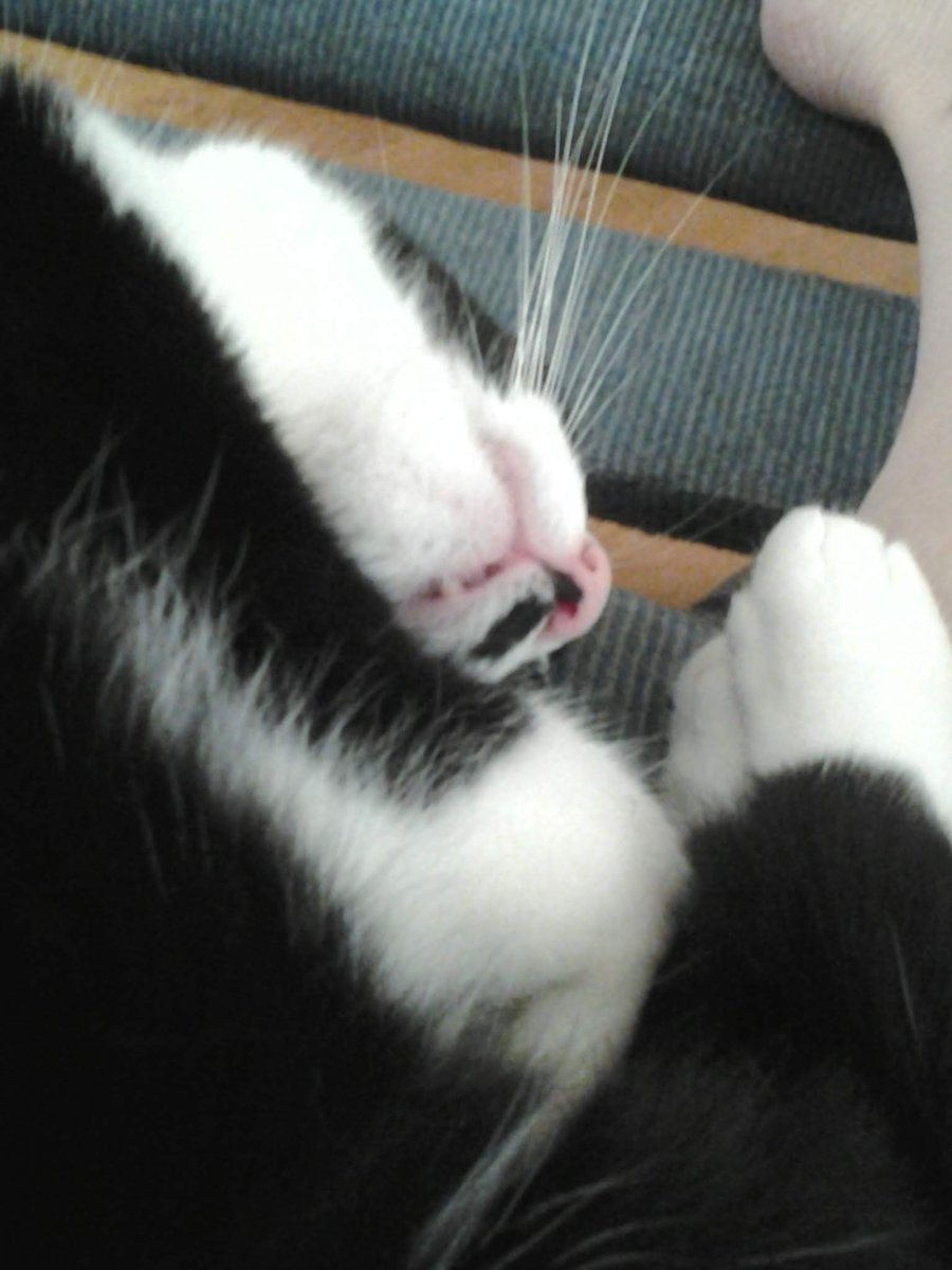 Happy upside down #WhiskersWednesday! 🫶 Have a topsy-turvy day! 🙌 Lubs yous all TONS! 🐈‍⬛🐾❤️ <a href="/TribeOfMa/">TheTribeOfMa</a> <a href="/Andrea56822453/">❄️🌈Skippy🐈Kevy🐈Badger🐈Sunny🐈Basil🐈Mikey❄️</a> <a href="/catsrule0/">Marie Choo Choo, married to Chalky</a> @IzzyTizzy5 <a href="/MightyMolasses/">Mo🐈‍⬛ & Jo👵</a> <a href="/ndcenzo/">Dr Watson RIP & baby brother Sherlock Holmes & mom</a> <a href="/NicaTheCato/">Nica 🖤🤍🖤</a> <a href="/PrimroseTheCat_/">💐Primrose 💐🐾 ☀️</a> <a href="/PickleAndNancy/">Pickle and Nancy</a> <a href="/paseri021/">Clara:HANA Cat Come</a> <a href="/TuxTedTabbyMag/">Georgene</a> <a href="/SantasCat/">Santa's Cat</a> <a href="/SnowFairy29/">Snow Fairy 2☮️🇨🇦🇺🇦</a> <a href="/3coolkatz/">KAL #RIP BB n Coop🌈</a>