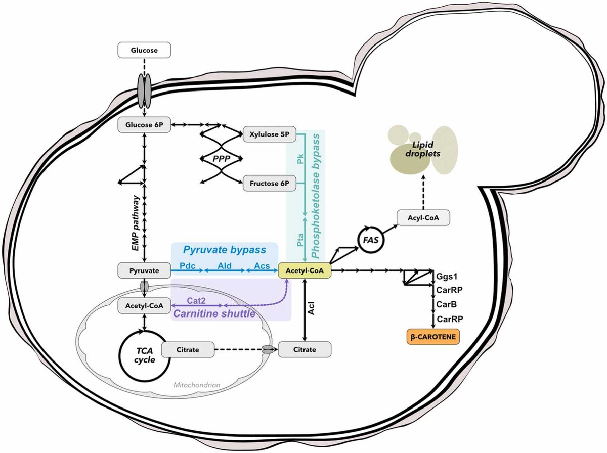 Great to see some of the ideas we had 10 years ago in Graz are being published now with <a href="/AciesBio/">Acies Bio</a>! Kudos <a href="/TadejMarkus/">Tadej Markus</a> and the team for the paper! 
sciencedirect.com/science/articl…