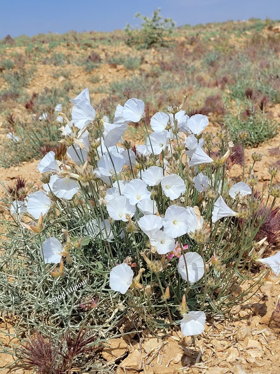 SajadAlipour98's tweet photo. Convolvulus schirazianus Boiss.
Named after my city "Shiraz"
Endemic 
Convolvulaceae
South Zagros, Iran
May 2024
Elevation 2400m
#Convolvulus #Convolvulaceae #botany #Ecology #conservation #wildflowers https://t.co/cS5TsxP48g