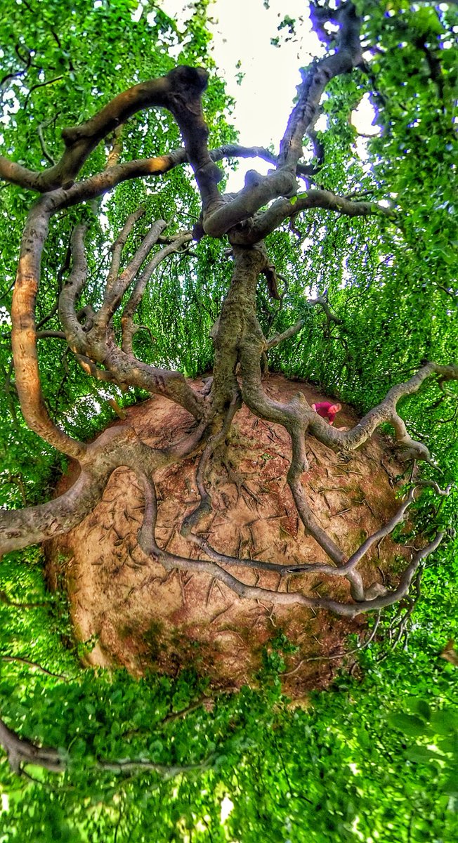 SamMillerSells's tweet image. Taken from inside the tree canopy of the European weeping beech tree that is located on the Kenyon’s College campus in Gambier, Ohio.  I captured this photo by elevating a 360 camera using an extension pole.  #weepingbeech #amazingtree #tree #360 #360photo #360photography