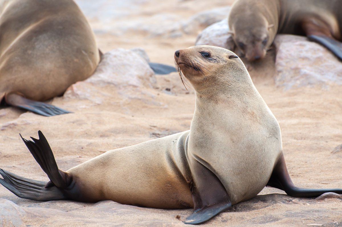 #Rabies Alert in Cape fur seals  
#Rabies is endemic in South Africa and has recently been confirmed in Cape fur seals. Be aware and informed this season to keep yourself, loved ones, &amp; pets safe. Avoid getting close to seals &amp; be vigilant. 
#RabiesAlert #CapeFurSeals #StaySafe