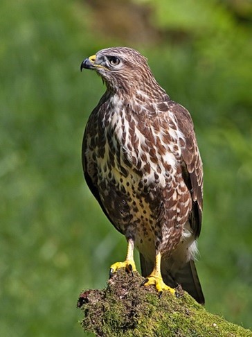 🛫 Enhancing aviation safety with BopCo's species identification services

🪽 We identify the biological remains collected from bird strike incidents (collision between aircraft and birds). Bird strikes can endanger passengers and crew as they can cause damage to aircrafts.