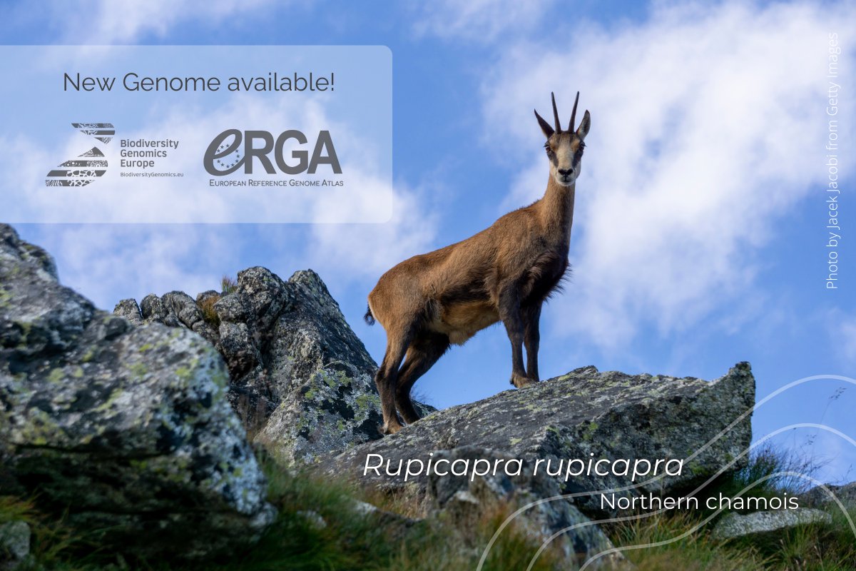 CNAG (@cnag_eu) on Twitter photo 🚨Great news!
🐐New genome, this time of the iconic European mountain ungulate: the chamois!
🧬Excited to share <a href="/erga_biodiv/">European Reference Genome Atlas</a> & <a href="/BioGenEurope/">Biodiversity Genomics Europe (BGE)</a>'s major step, with CNAG's role in sequencing, assembly, curation, and annotation
biorxiv.org/content/10.110… #biodiversity #genomics #species 🚨Great news!
🐐New genome, this time of the iconic European mountain ungulate: the chamois!
🧬Excited to share <a href="/erga_biodiv/">European Reference Genome Atlas</a> & <a href="/BioGenEurope/">Biodiversity Genomics Europe (BGE)</a>'s major step, with CNAG's role in sequencing, assembly, curation, and annotation
biorxiv.org/content/10.110… #biodiversity #genomics #species