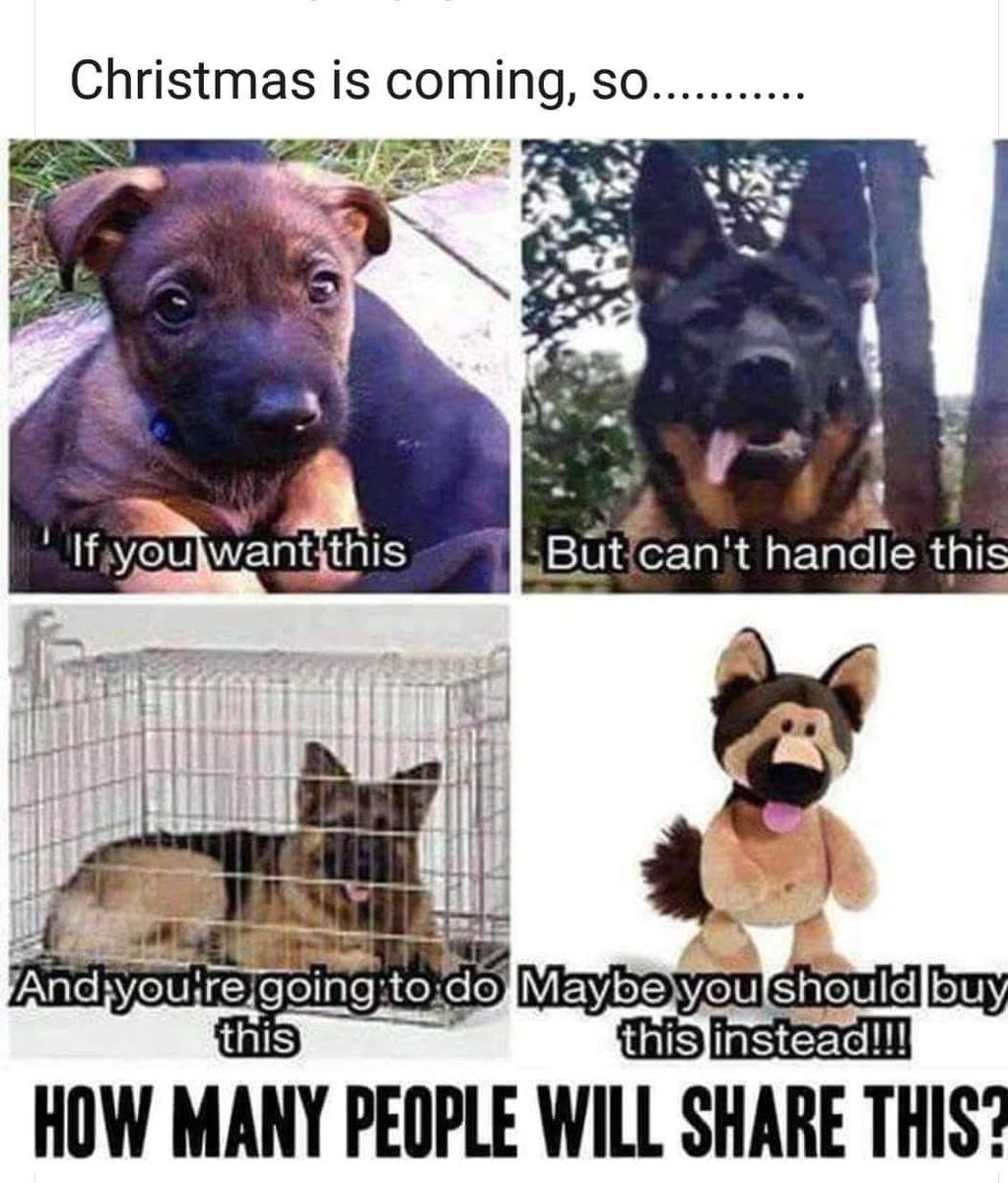 Christmas is coming &amp; unscrupulous breeders &amp; puppy farms are dreaming of getting fat wallets 
Please share &amp; hopefully deter some people from a #ChristmasPuppy which will end up discarded in a shelter in the #NewYear 

<a href="/SaveOurSpaniels/">Save Our Spaniels</a>