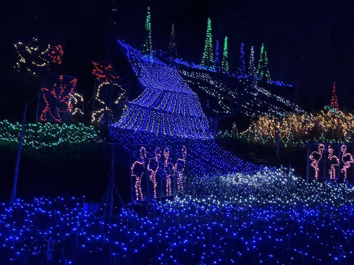 光に引き寄せられた、オオクワガタいないかな？