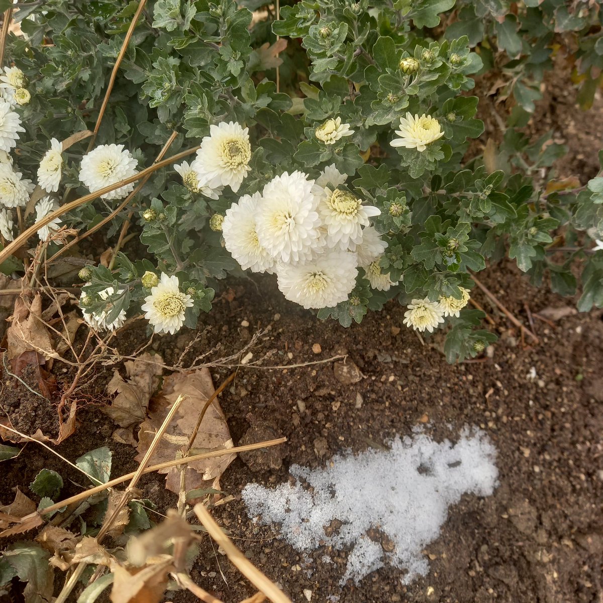 Blüten des Tages <a href="/sphericum/">sphericum</a>