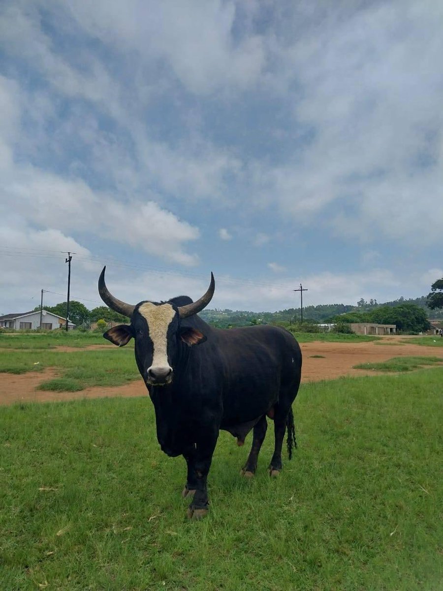 ZuluSweG's tweet photo. UKUBIKA UMUZI:

Majongo just wanna alert y’all something I’m currently seeing people do so wrong uma befaka abantu abadala ekhaya bafaka iy’mpondo zenkomo endlini yangenhla no majongo iy’mpondo zenkomo zingena kumnini muzi endlini yakwagogo hhayi kwakhokho kwinzalabantu bengithi nje anginixwayise kulokho bafwethu ningaziphambaniseli izinto ngokuntula ulwazi also uma kubikwa umuzi umuzi ubikwa ngey’mpahla eziwu four. . .

1. Imbuzi yokubalanda.
2. Imbuzi yokubafaka.
3. Imbuzi yokubageza ubathethela amacala ayidliwa lembuzi bafwethu iyagijelwa igqitshwe.
4. Inkabi yezithebe le ekhipha iy’mpondo. THE END