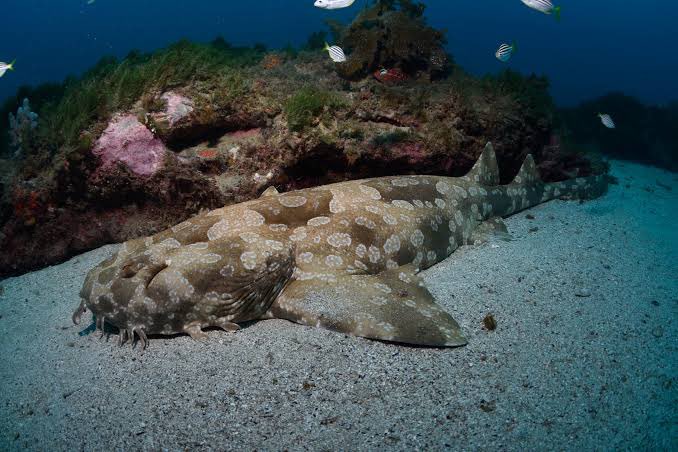 今日シュノーケル行ってきて自分と同じぐらいのサイズのウォビゴンと隣で泳いだ！！！大興奮！！写真は私の撮ったものじゃないけど！もっといっぱいサメ見たい🦈❤️