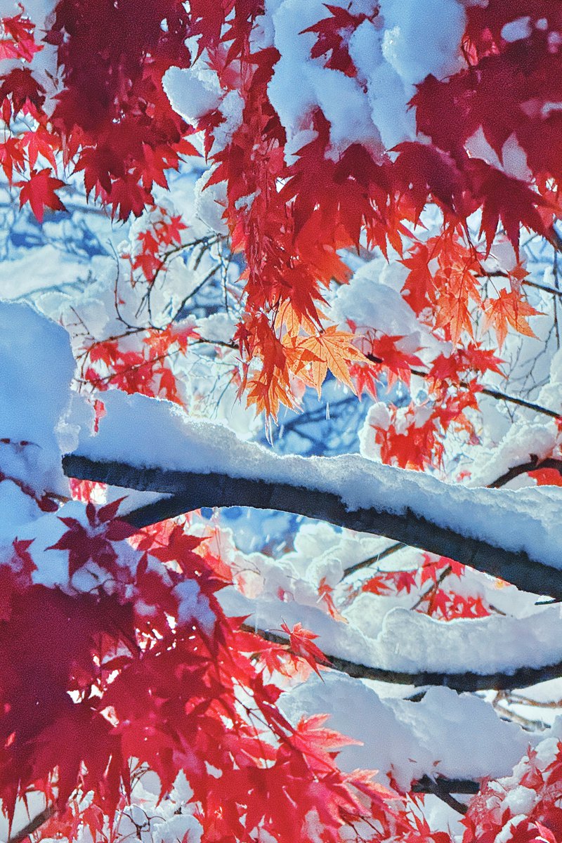 단풍에 눈 쌓인 거 몇 년만에 보는거지…. 설마 처음 보는 건가…