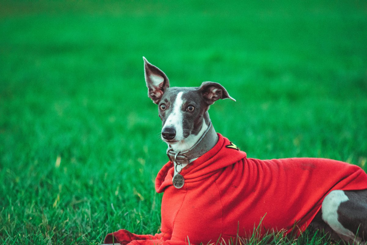 If your dog can grow a thick coat naturally, it's time to take advantage of that this winter❄️
Short-haired dogs don't have this luxury and usually need a few extra clothing layers, so remember their jacket too! For more cold weather advice, click here: bit.ly/3CIG94m
