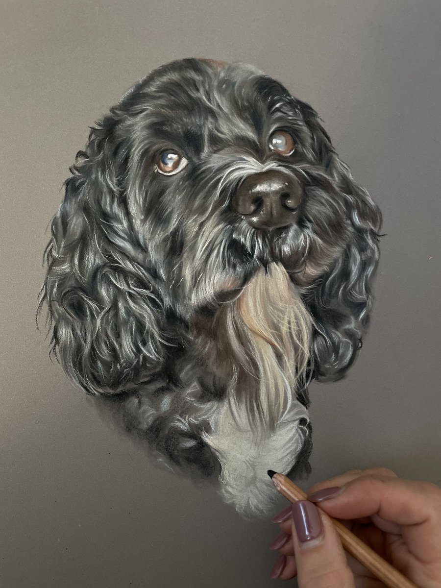 Finally I can share the lovely Arthur the Sproodle 🥰 He looks very proud x

#portrait #petportrait #portraitartist  #art