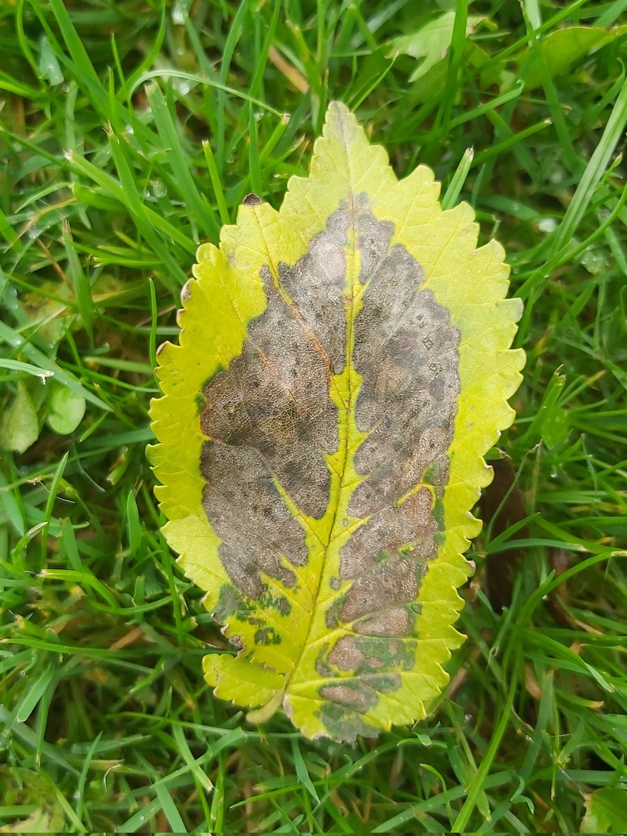 Midgetgems26's tweet photo. #Leafage https://t.co/njPtrbN25m