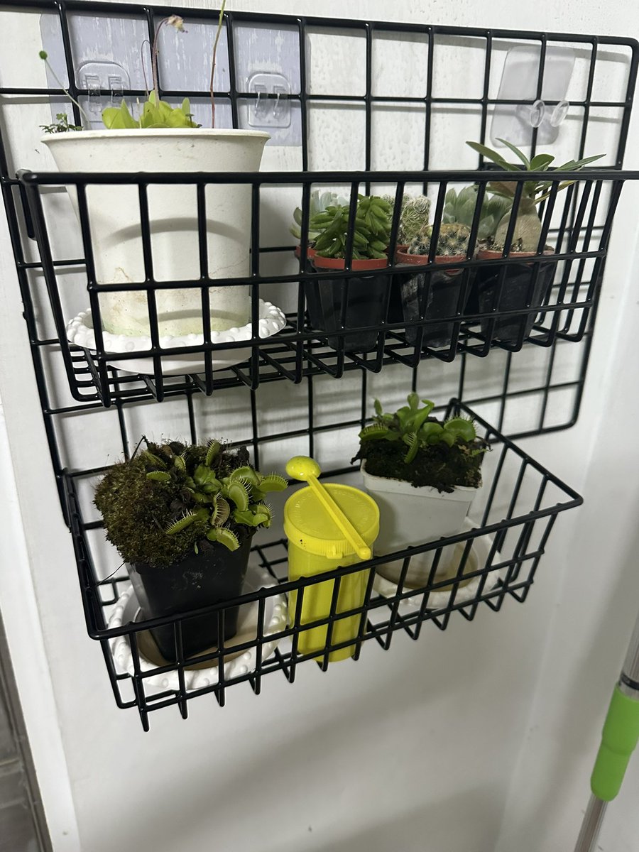 最近突然愛上園藝❤️

 #高雄 #三性 #左營 #個工 #小隻馬 #外約 #約會 #呼吸  #付費約會 #愛愛 #內射 #單身  #現約 #私訊 #女裝 #女音 #女樣 #跨性別 #TS #prep