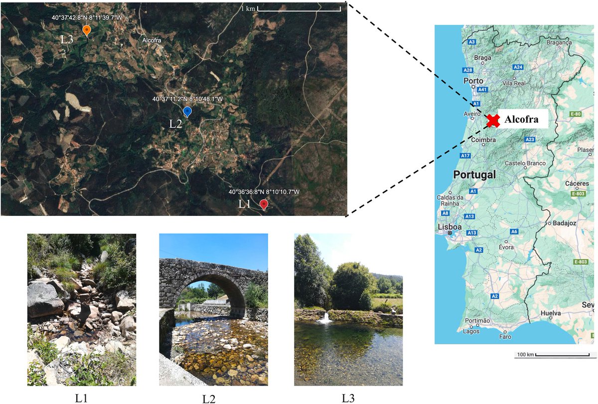 O mais recente artigo de Isabel Silva, investigadora do DCV, em que alerta para os riscos associados à interação microplásticos-microrganismos.
No estudo colaboraram também Elsa T. Rodrigues e Isabel Henriques, do DCV, e Marta Tacão, do CESAM.
sciencedirect.com/science/articl…