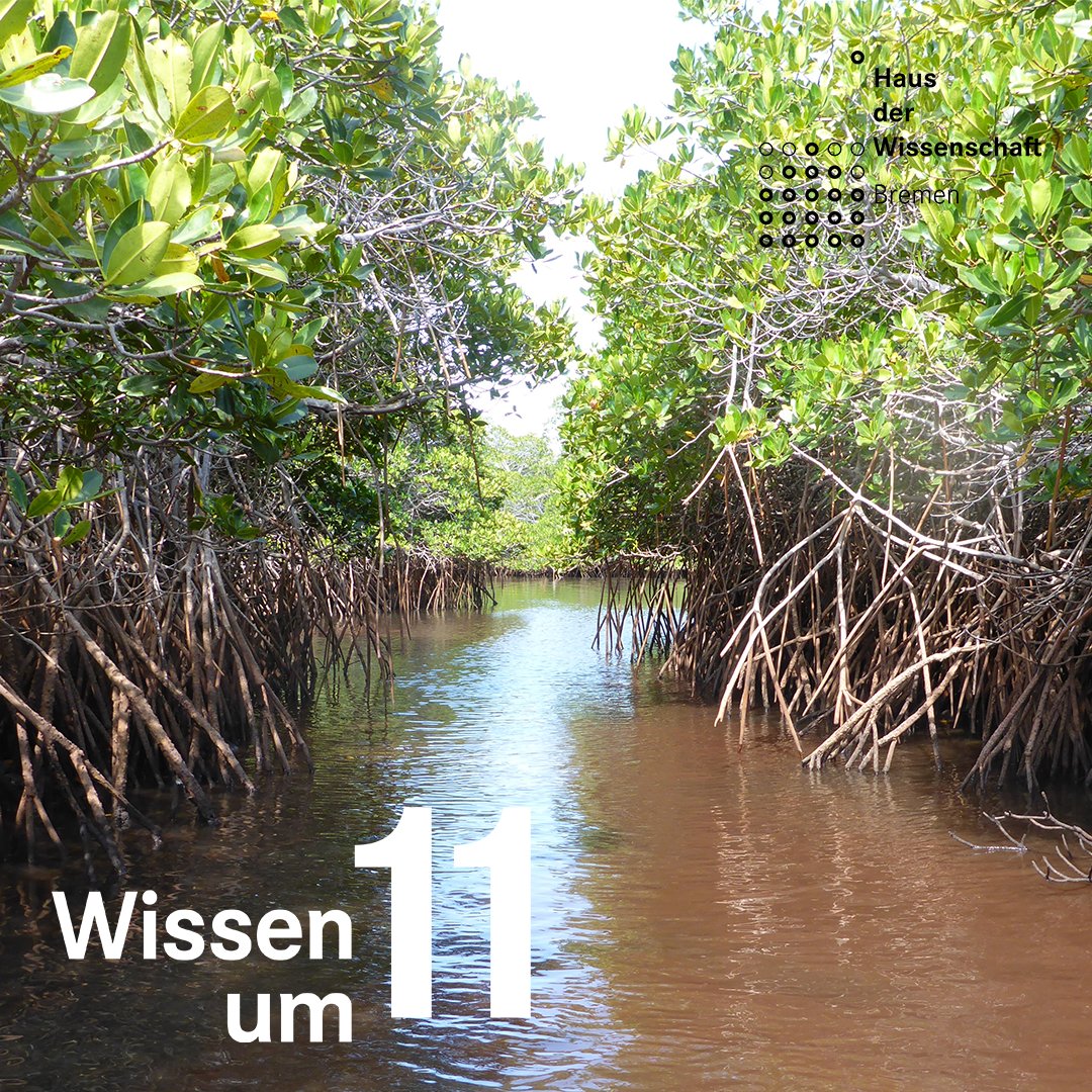 Mangroven als Klimaretter? Am 7. Dezember 2024, 11 Uhr, spricht Dr. Mirco Wölfelschneider (ZMT) im Haus der Wissenschaft Bremen über Mangrovenwälder und ihre Rolle im Klimaschutz. Eintritt frei!