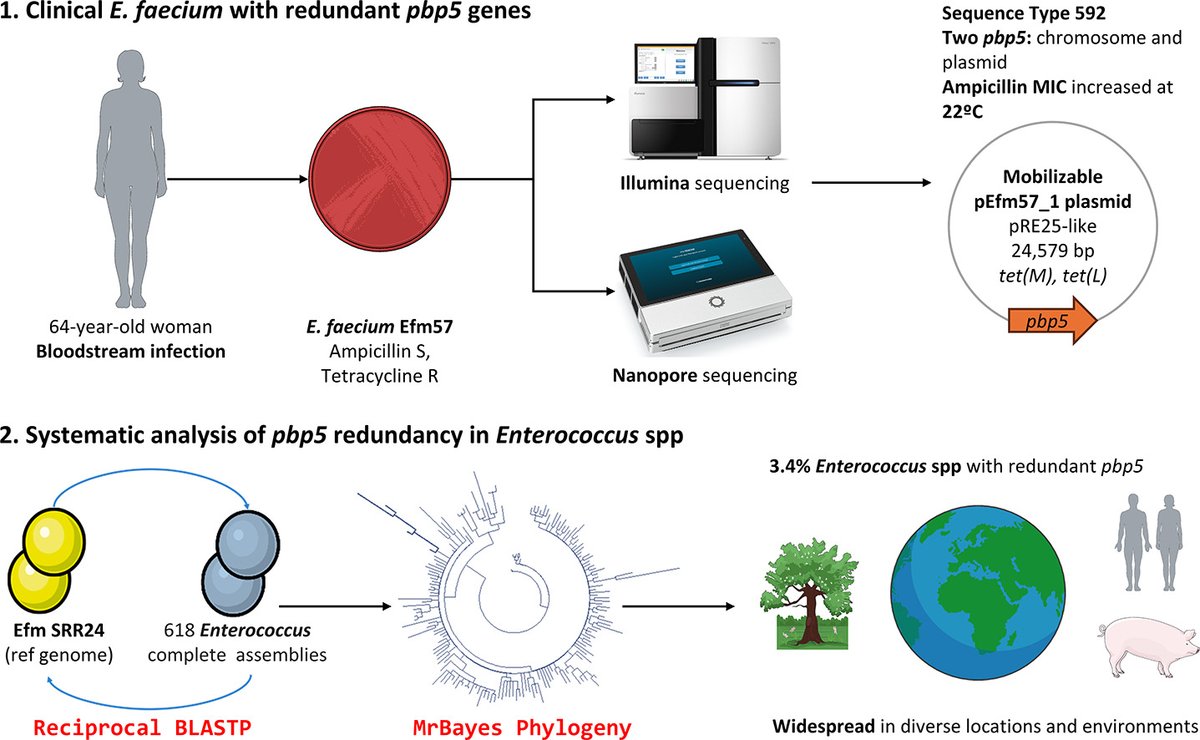 BacTdrugs - Luísa Peixe lab (@bactdrugs_lab) on Twitter photo 📢New paper in the lab!
We explored genomic/epidemiological landscapes of redundant pbp5 genes in Enterococcus spp. with exciting results:
sciencedirect.com/science/articl…
@Carla_Novais11 <a href="/anarpf1981/">Ana R Freitas</a> <a href="/LpeixeLuisa/">Luisa Peixe</a> <a href="/oqpich/">Oscar Quijada</a> <a href="/paulabierge/">Paula Bierge Cabrera</a> <a href="/m_sanchezosuna/">Miquel Sánchez-Osuna</a>
<a href="/UCIBIO_Research/">UCIBIO</a> <a href="/STOTEN_journal/">STOTEN</a> 📢New paper in the lab!
We explored genomic/epidemiological landscapes of redundant pbp5 genes in Enterococcus spp. with exciting results:
sciencedirect.com/science/articl…
@Carla_Novais11 <a href="/anarpf1981/">Ana R Freitas</a> <a href="/LpeixeLuisa/">Luisa Peixe</a> <a href="/oqpich/">Oscar Quijada</a> <a href="/paulabierge/">Paula Bierge Cabrera</a> <a href="/m_sanchezosuna/">Miquel Sánchez-Osuna</a>
<a href="/UCIBIO_Research/">UCIBIO</a> <a href="/STOTEN_journal/">STOTEN</a>