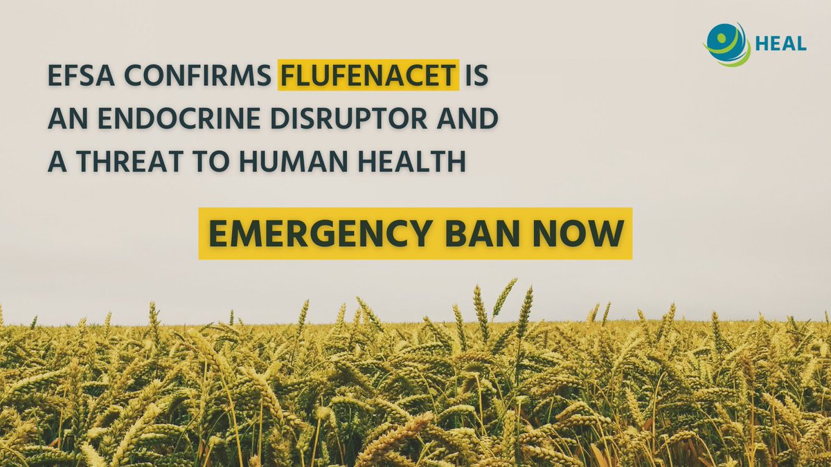 HealthandEnv's tweet photo. ⚠️@EFSA_EU has confirmed that the widely-used PFAS pesticide flufenacet is an endocrine disruptor and a threat to human health.

We urge the @EU_Commission and EU member states to follow the science and protect EU citizens with an immediate ban.

 👉https://t.co/Mjlzxt69fP https://t.co/BQVAkM6VVt