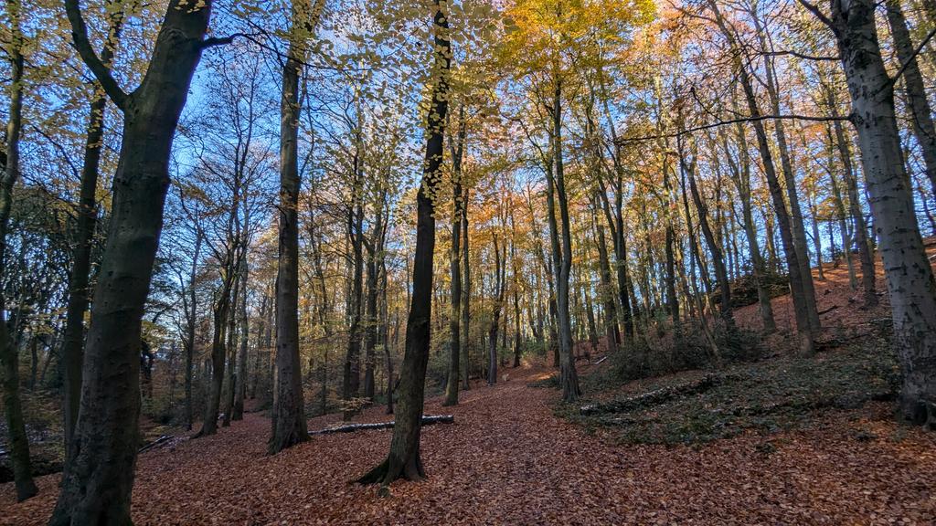 Loving Rotherham's woodlands in Autumn! 😍