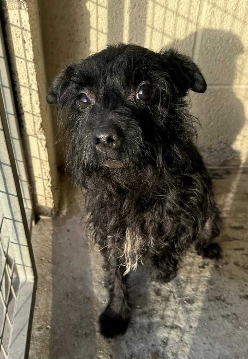 Please retweet to help Sooty find a home #YORKSHIRE #UK 
Available for adoption, registered British Charity ✅
SOOTY the Patterdale has just arrived with us and oh my goodness, he is THE sweetest little man who is a proper heartbreaker 🥺🖤😭
He has terrible old injuries/scarring