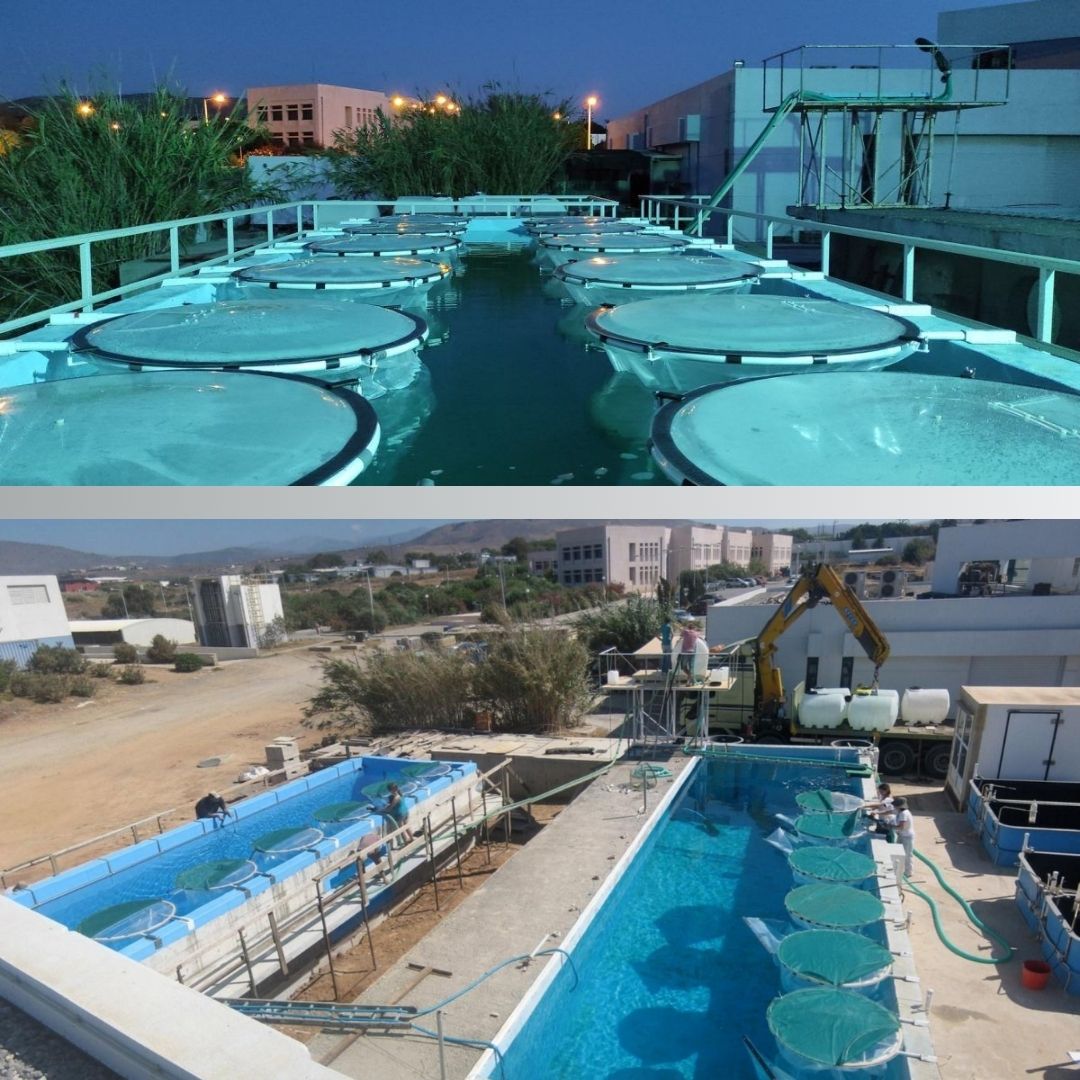 one_blue_eu's tweet image. 🔝@IDAEA_CSIC officially began mesocosm studies last October as part of the ONE-BLUE project!

💡Wait a minute, do not you know what a mesocosm is?

🔎Discover it by clicking on this link and know how this helps to ONE-BLUE goals!

📎lc.cx/weYUmE

#mesocosm #HorizonEU