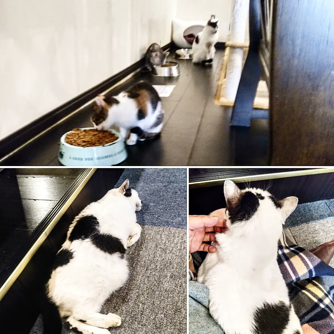 MA27194037's tweet photo. 最近のマイブーム🐈️

猫カフェ https://t.co/9oYfRYzViG