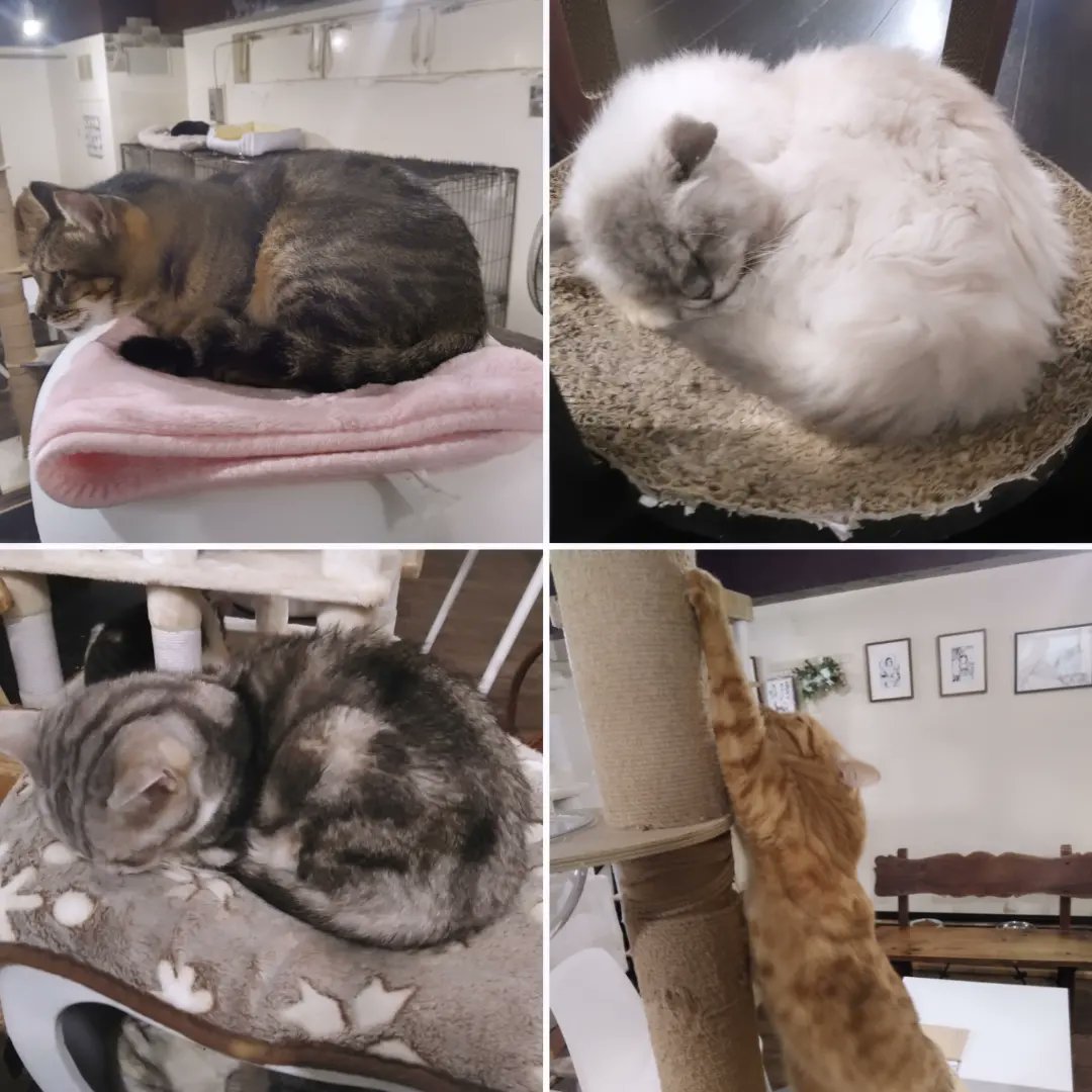 MA27194037's tweet photo. 最近のマイブーム🐈️

猫カフェ https://t.co/9oYfRYzViG