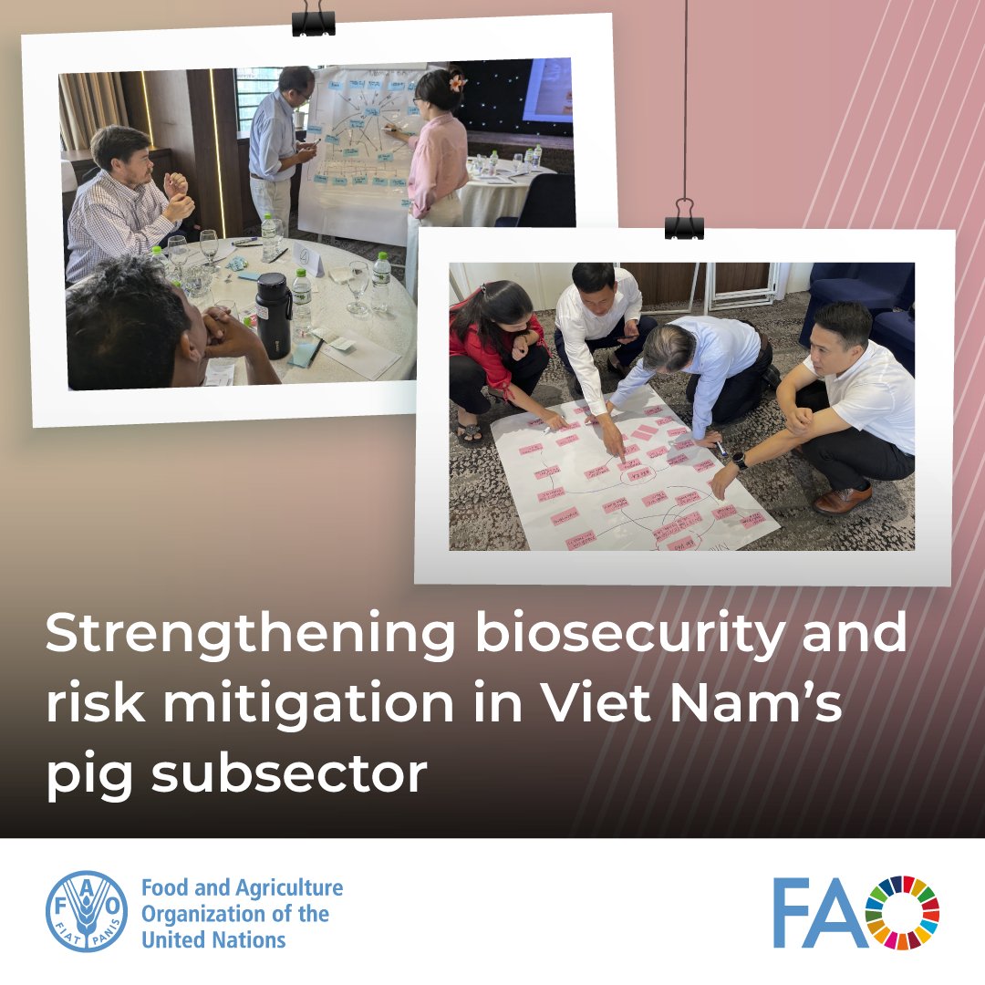 With Viet Nam's robust pig sector, <a href="/FAO/">Food and Agriculture Organization</a> supports government efforts to reduce #animaldisease risks through value chain analysis approaches.

Learn more about the recent meeting identifying critical control points in pig production and marketing.

👉bit.ly/49aZNCm