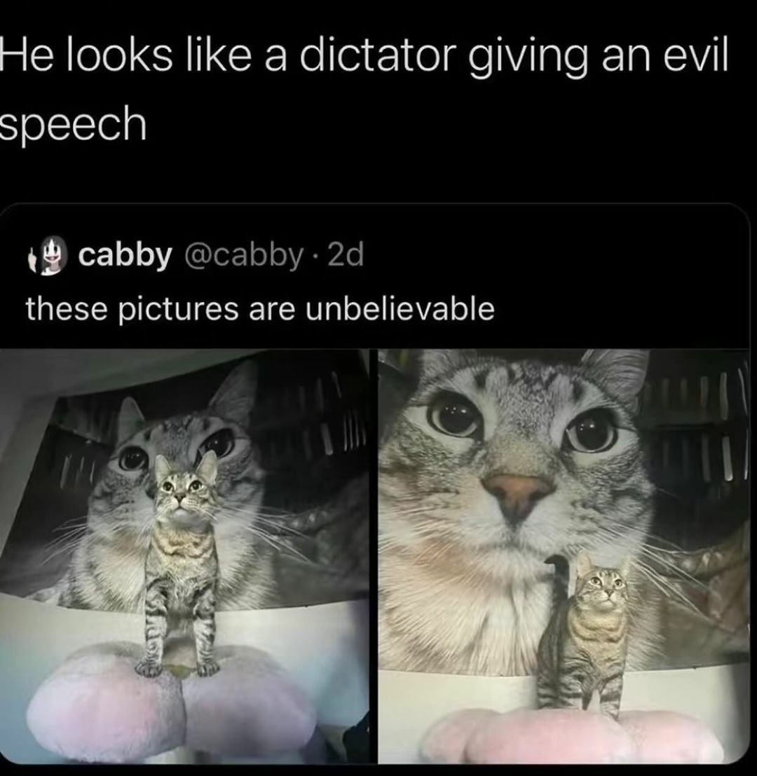 contents that ll heal your depression 🌻 (@catshealdeprsn) on Twitter photo 