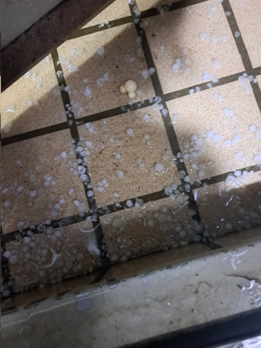 yu_una01's tweet photo. え？雷雨？ん？バラバラ？
玄関開けたら雹？
え？雹！？
いたっ！雹ぶつかった。
え？車大丈夫かな？
ってか、今何月だっけ？
雹って11月降るの？ https://t.co/MHrwoI5sC4