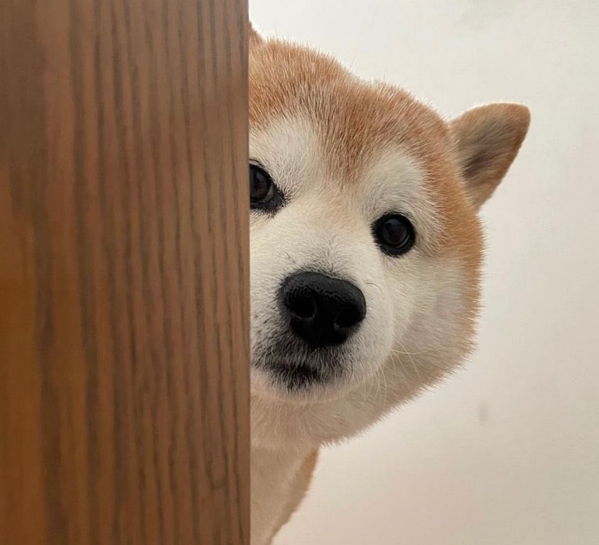 Crypto_rusky's tweet image. $HIDE