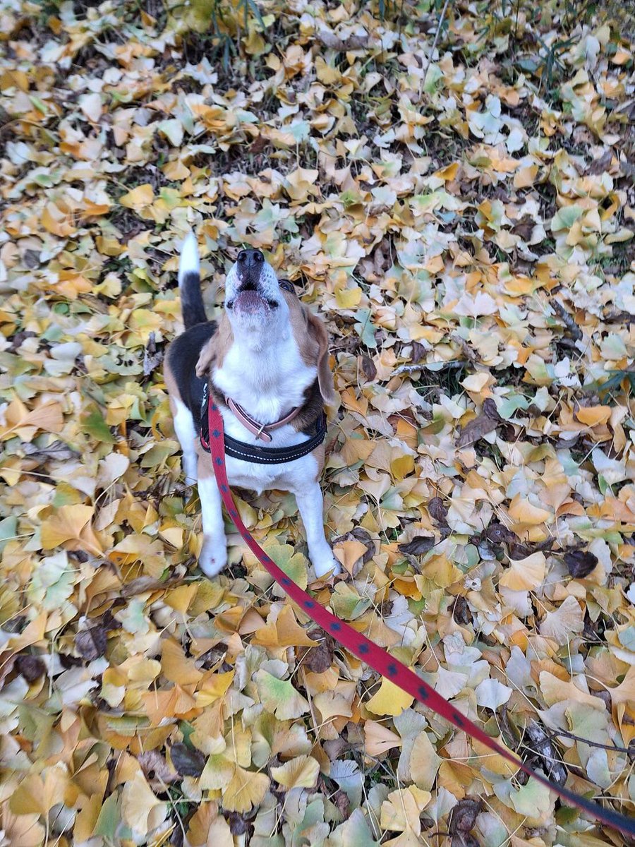 犬のこのお口好きな人いますか？🥺