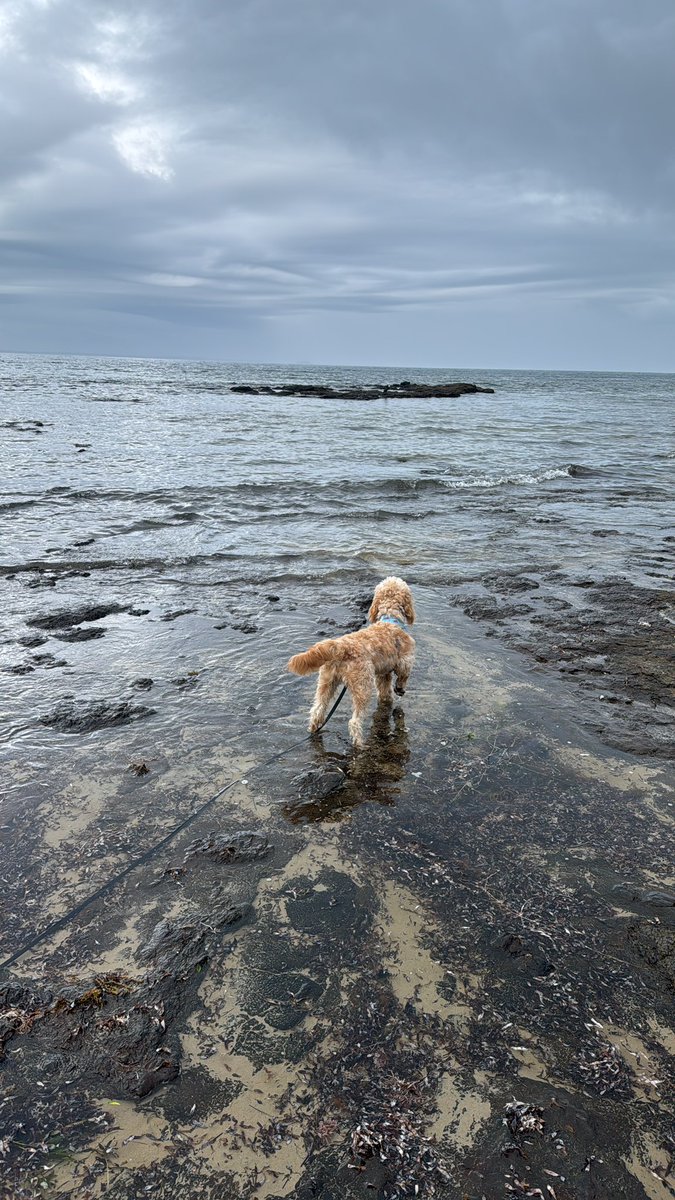 An Emeritus Professorship position means you can go on long dog walks… what joy