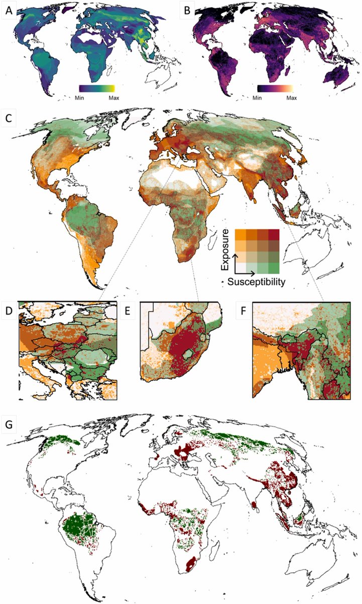Our article "A framework for large-scale risk assessment of road-related impacts, with application to #mustelids" is now online:  doi.org/10.1016/j.gecc… #roadecology <a href="/Fernucht/">Fernando Ascensão</a> <a href="/rafa_barri/">Rafa Barrientos</a>
