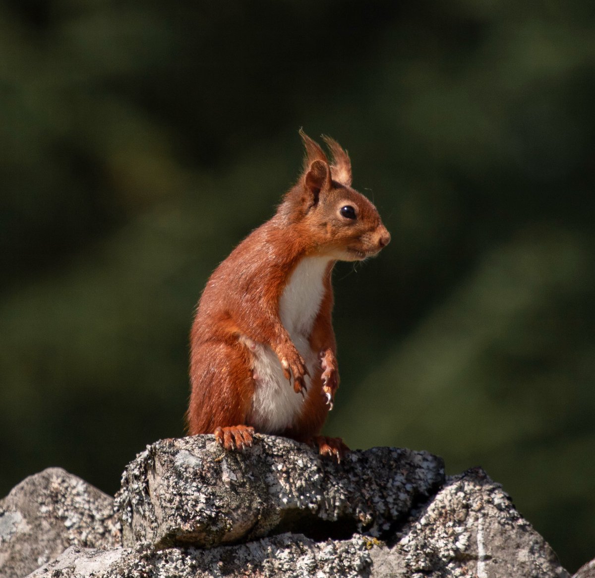 Stumbled across this little beauty up in the Dales whilst sat having a brew. Came over to say hello 🐿️