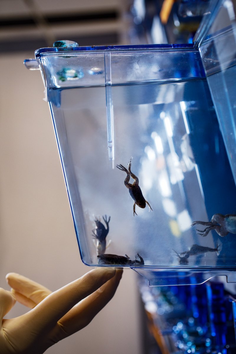 Amphibians, key to understanding tetrapod evolution, are now at the forefront of neurobiology research!

<a href="/LoraBSweeney/">Lora B. Sweeney</a> &amp; team <a href="/ISTAustria/">ISTAustria</a> used harmless viruses to track 🐸 nervous systems during metamorphosis, a breakthrough for amphibian #neurobiology

👉 bit.ly/4i0Hm7z