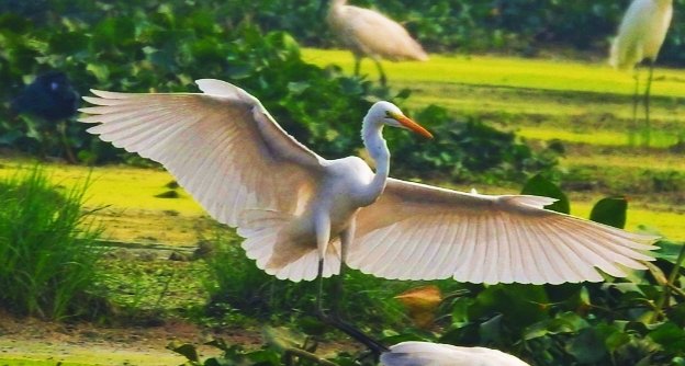 rahulmukesh's tweet photo. Great egret 
Bhagalpur Bihar 
@BNHSIndia @wii_india @wti_org_india @gati_wii @vgds_dolphin https://t.co/c9KyyBn6lO
