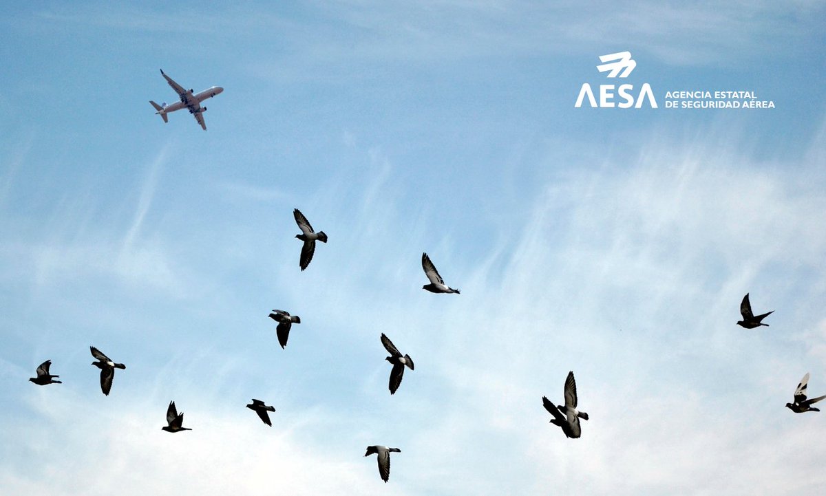 AesaSpain's tweet photo. 🗺🦅🦜 @AesaSpain presenta su nuevo Mapa de #Aviación y Fauna, una nueva versión que ofrece información más detallada sobre las zonas con potencial riesgo para las operaciones aéreas por la presencia de #fauna.

👉 Conoce los detalles en https://t.co/rxvZfVlVqg https://t.co/FTPqJrST6h
