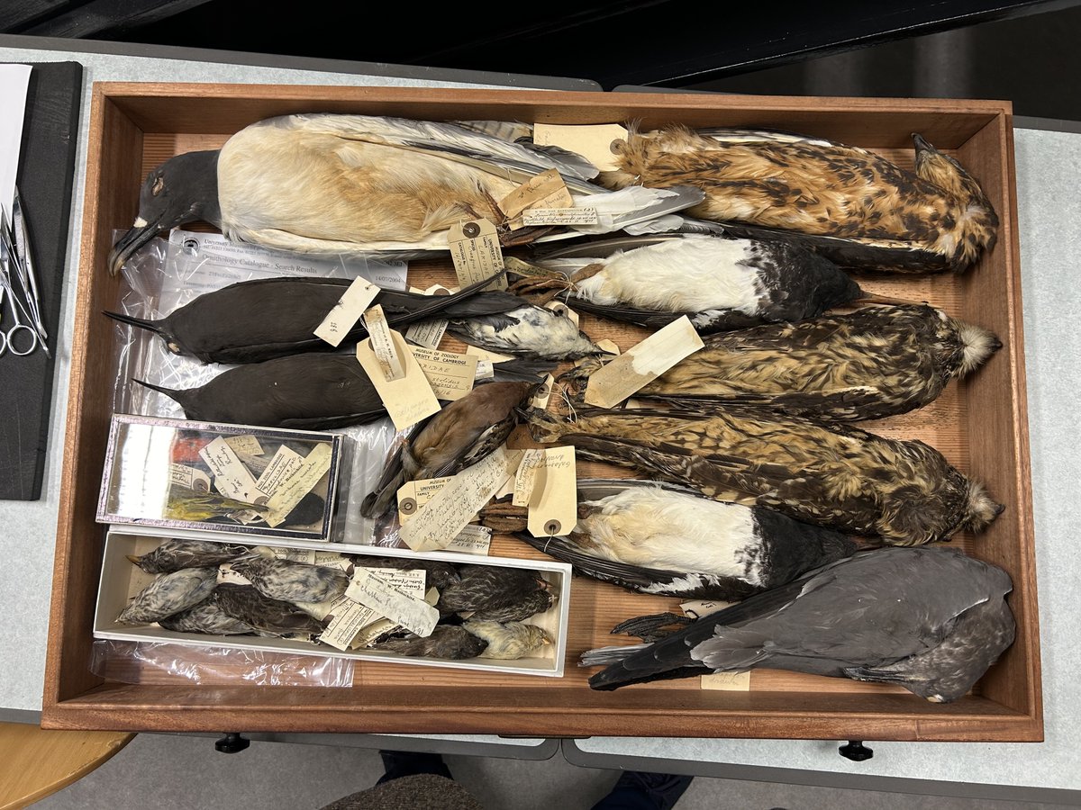 Field Palaeobiology Research Group (@fieldpalaeo) on Twitter photo If you're interested in a career working with important zoological collections, the <a href="/ZoologyMuseum/">Museum of Zoology, Cambridge</a> is hiring an assistant conservator! jobs.cam.ac.uk/job/46400/. Bonus points if you can tell me where (and when!) this drawer of birds comes from... If you're interested in a career working with important zoological collections, the <a href="/ZoologyMuseum/">Museum of Zoology, Cambridge</a> is hiring an assistant conservator! jobs.cam.ac.uk/job/46400/. Bonus points if you can tell me where (and when!) this drawer of birds comes from...