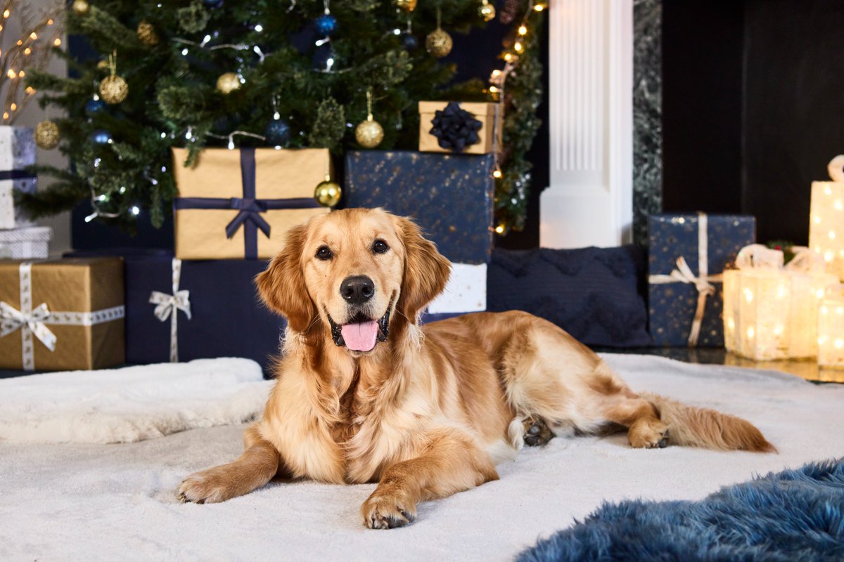 Guide dog owners: does people distracting your guide dog affect you? With the busy festive season upon us, it's so important that members of the public leave working guide dogs alone. #DontDiveOnTheDog

If you are a guide dog owner, take our survey forms.office.com/e/DnydwbHks5