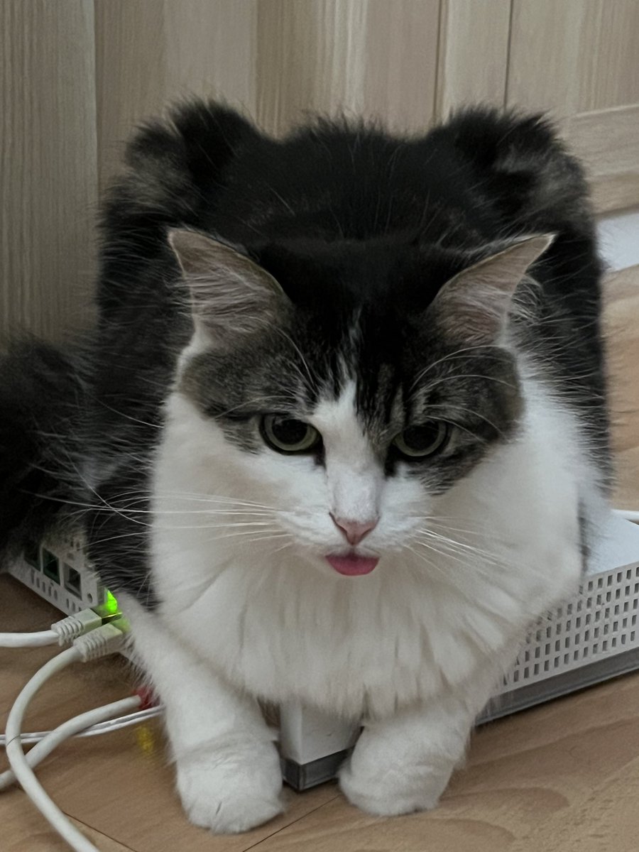 SapinLeChat's tweet photo. 😛 https://t.co/UgjslYBNiK