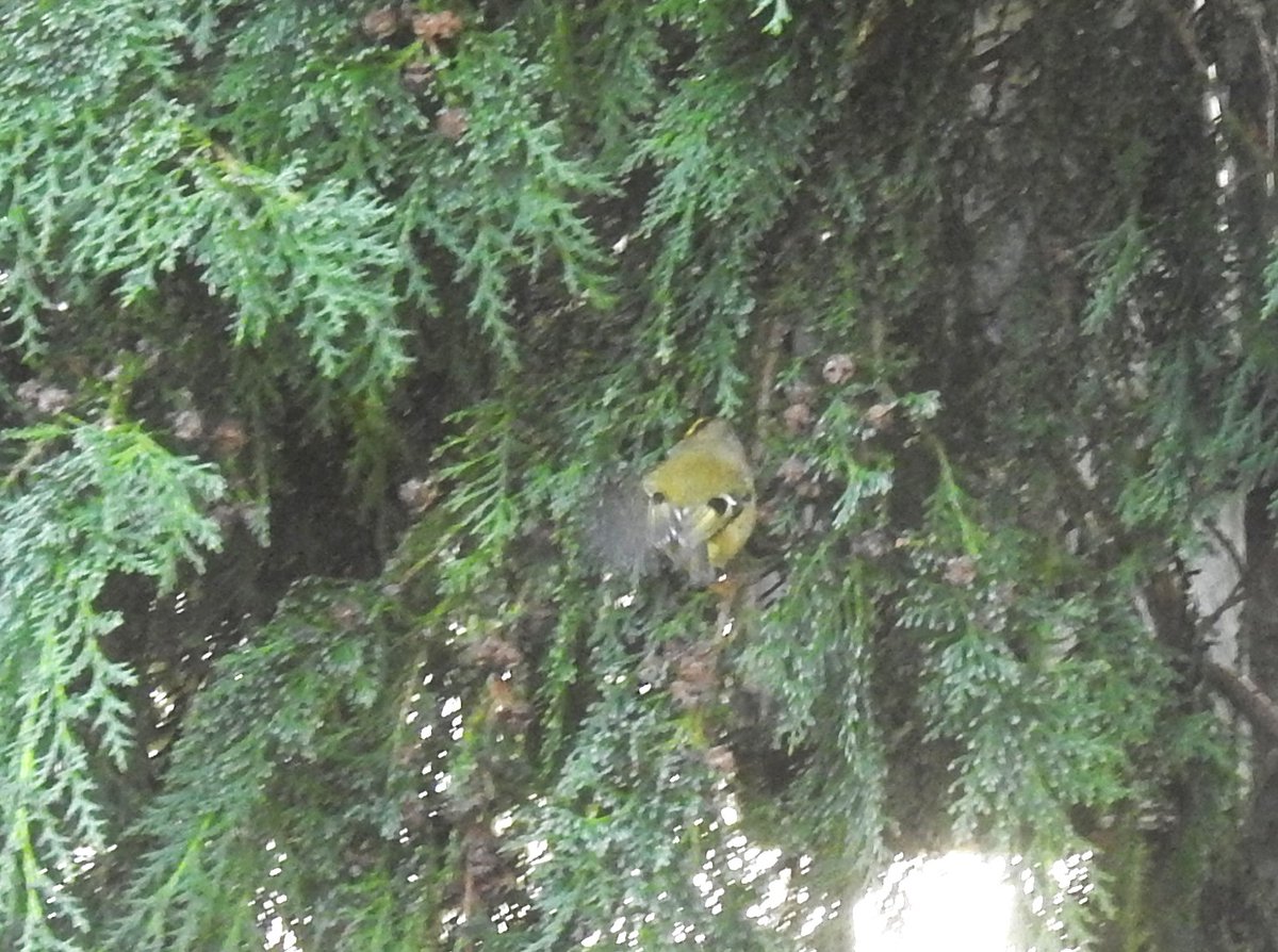 onebirdsong's tweet photo. Not the best photo of Goldcrest, but what a delight to see a couple feeding very quickly yesterday! :) #garden #birds #wildlifefrommywindow https://t.co/vCOA6V28UR