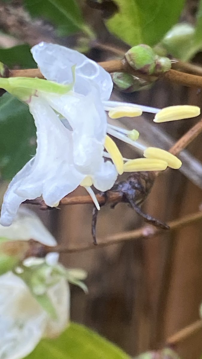 Miranda Gore Browne tweet media