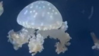 kulmc's tweet image. ↓（環境音と数学ノイズのレイヤー - LoFi Holiday）

京都大学軽音楽部2024年11月の長時間配信は、先ほど終了いたしました！🐬 次回を、お楽しみに。
#音響実験 #変化への対応 #MusicaMathematica