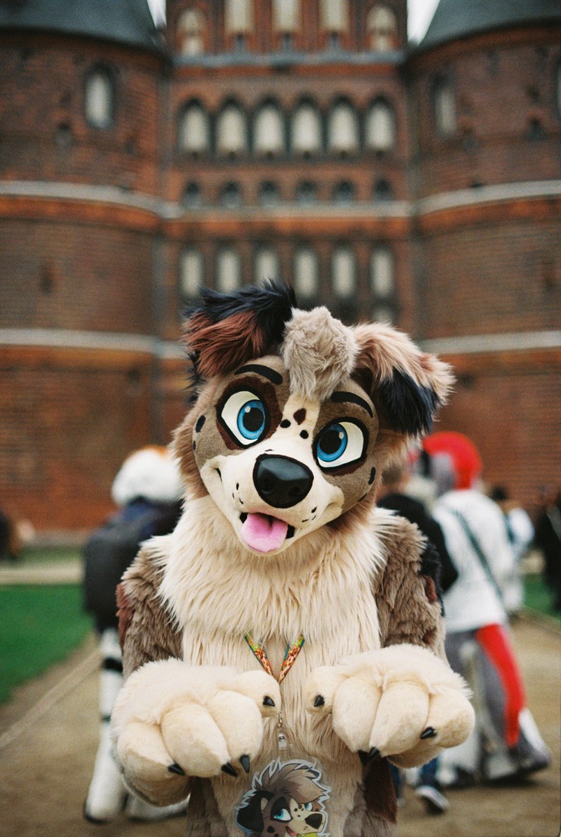Do you have a spare 🎾 tennis ball for me?

🧵 <a href="/AlphaDogsStudio/">Alpha Dogs</a> 
📷 <a href="/SDoggo97/">Lenny the Shepdoggo🐾➡️EF29</a>  - 🎞️ Ultra Max 400
🌐 Lübeck, Germany

#fursuit #furry #FursuitEveryday