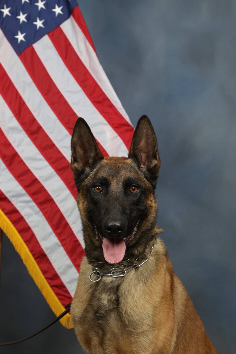TitanHeroCTO's tweet photo. @teslaownersSV @xai That is interesting. Maybe we should focus on reality a bit. We are here for the good cause of K-9s around the globe. #riptitan https://t.co/Zc0OsxtTuD