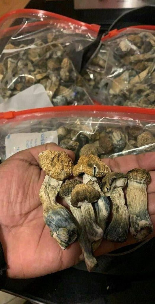 💯% quality 
#mushroom #mushroom #Mushroomlover
#Mushroomhunter #wildmushroom #mushroomphoto
Buy mushrooms near me 

t.me/+rEJPB38q5Es5M…