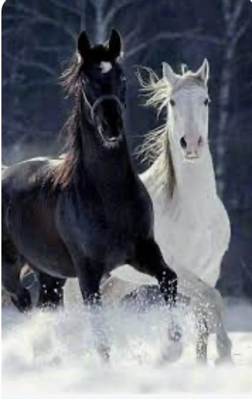 Koşmaktan göğsü çatlayacak gibi olsa da, atlar yolundan dönmez.
İyi akşamlar 🖤